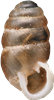 Lauria cylindraceaTANDPUPPSNÄCKA3,8 × 2,1 mm